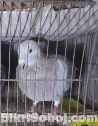 pigeon